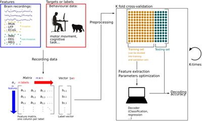 Beyond the brain-computer interface: Decoding brain activity as a tool to understand neuronal mechanisms subtending cognition and behavior